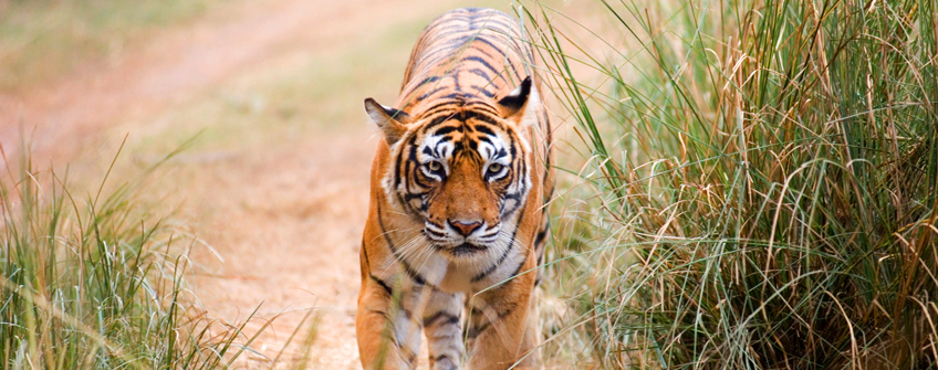 ranthambore